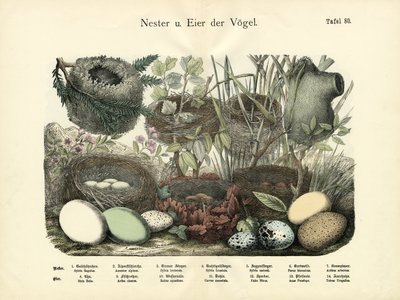 Nester und Eier, um 1860 von German School